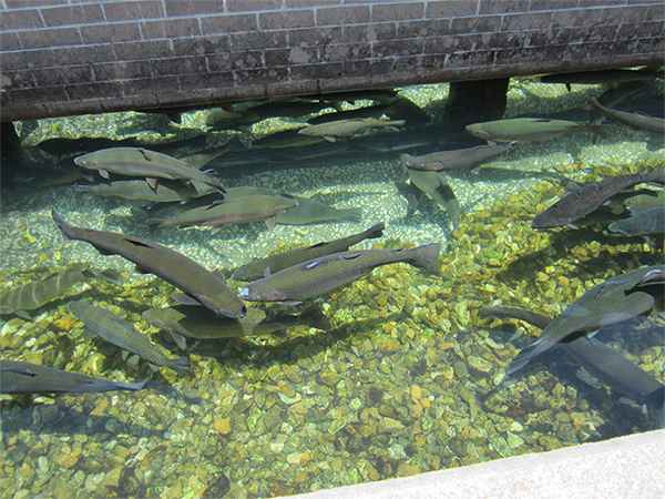 Shepherd of the Hills Fish Hatchery